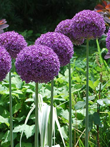 Perennial Farm Marketplace Allium Globemaster Ornamental Onion Perennial Size-1 Container Lavender-Purple Flowers