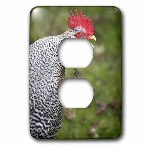 3dRose LSP_95310_6 Buff Orpington Rooster, Farm Animal crowing-US48 DBN0047-David Barnes-2 Plug Outlet Cover, Multicolor