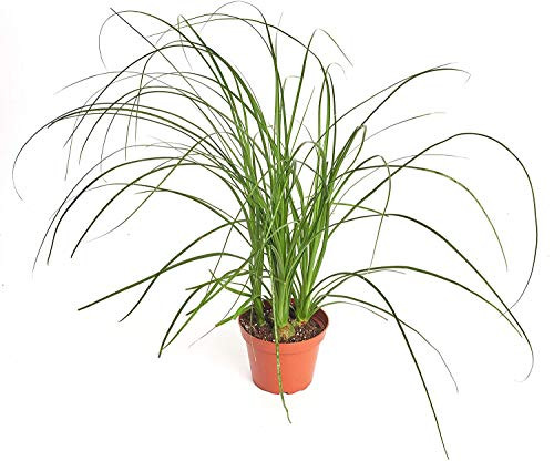 Shop Succulents  Standing Collection  Hand Selected Air Purifying Live Ponytail Palm Indoor House Plant in 4 Grow Pot Single