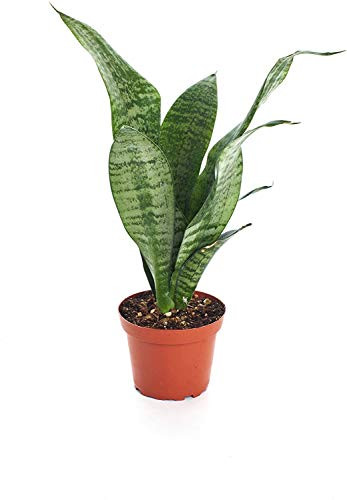 Shop Succulents  Standing Collection  Hand Selected Air Purifying Live Sansevieria Robusta Snake Indoor House Plant in 4 Grow Pot Single