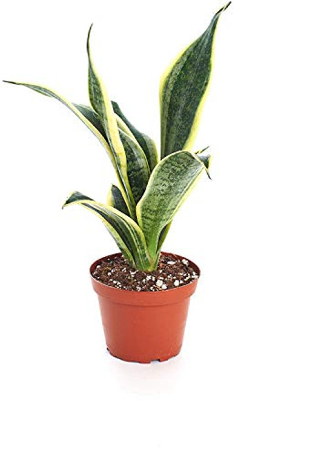 Shop Succulents  Standing Collection  Hand Selected Air Purifying Live Sansevieria Superba Snake Indoor House Plant in 4 Grow Pot Single