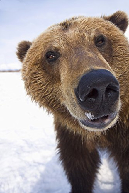 Posterazzi Captive Extreme Close-Up Of Brown Bear Wildlife Conservation Center Southcentral Alaska Winter Poster Print 12 x 19