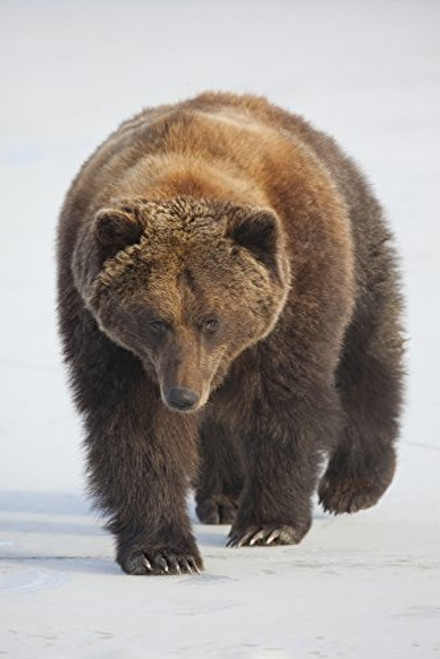 Posterazzi Captive Female Brown Bear Walks Across A Frozen Pond Wildlife Conservation Center Southcentral Alaska Winter Poster Print 12 x 18