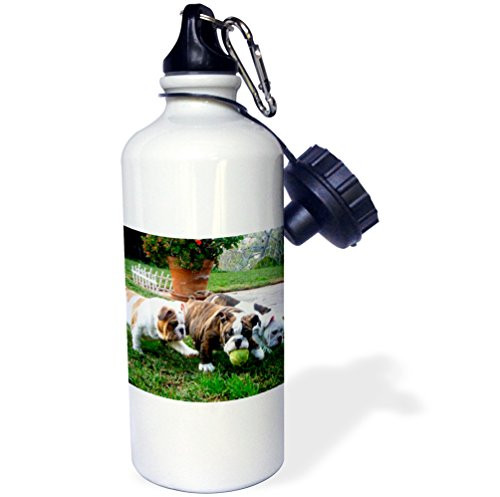 3dRose English Bulldogs Play Ball Sports Water Bottle 21 oz White 3dRose English Bulldogs Play Ball Sports Water Bottle 21 oz White
