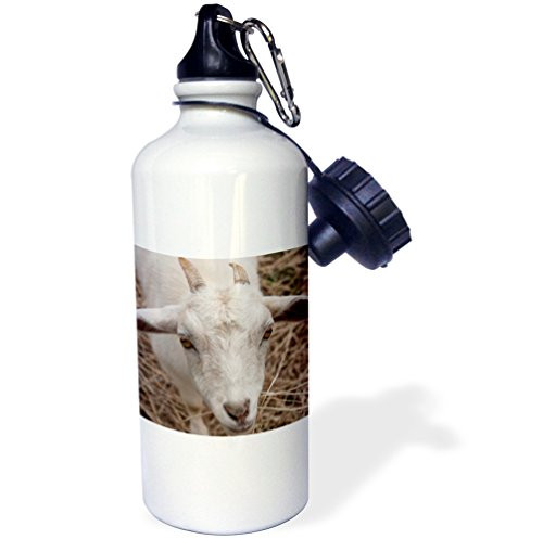 3dRose photo of a young goat-Sports Water Bottle 21oz  Multicolored