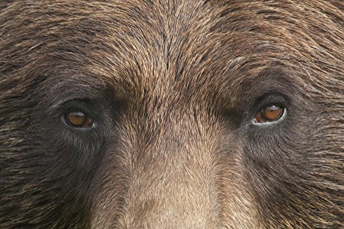 Posterazzi Extreme Close Up Of A Female Brown Bears Face Wildlife Conservation Center Southcentral Alaska Summer_ Captive Poster Print 19 x 12