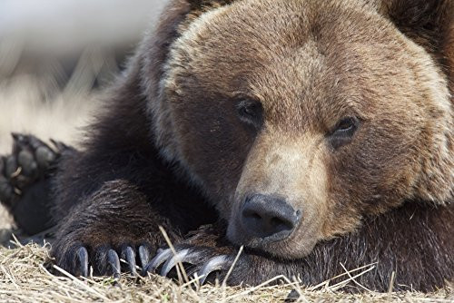 Posterazzi Close Up Portait Of A Sleepy Adult Brown Bear Wildlife Conservation Center Near Portage Southcentral Alaska Spring Captive Poster Print 19 x 12