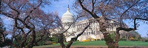 Posterazzi US Capitol Building and Cherry Blossoms Washington DC Poster Print 27 x 9 Varies