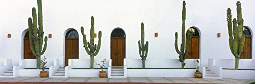 Posterazzi View of Cardon cactus plants outside a building Todos Santos Baja California Sur Mexico Poster Print 27 x 9