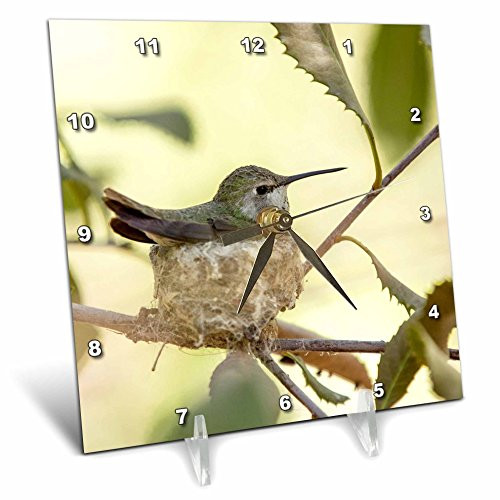 3dRose USA Arizona Tucson Sonoran Desert Museum_ Hummingbird On Her Nest_ - Desk Clock 6 by 6-Inch dc-206814-1