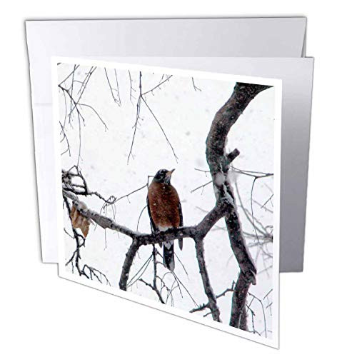3dRose Winter Robin Hunting for Berries - Greeting Cards 6 x 6 inches set of 12 gc-62762-2