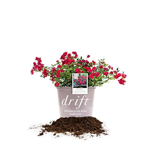 Perfect Plants Red Drift Rose Live Plant 1 Gallon Includes Care Guide