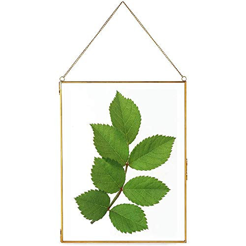 Glass Frame for Dried Flowers Glass Brass Photo Frame for Wall Hanging Decor Display DIY Pressed Flowers Plant Specimen Picture Frame Geometric Ornament 8x12 Inches