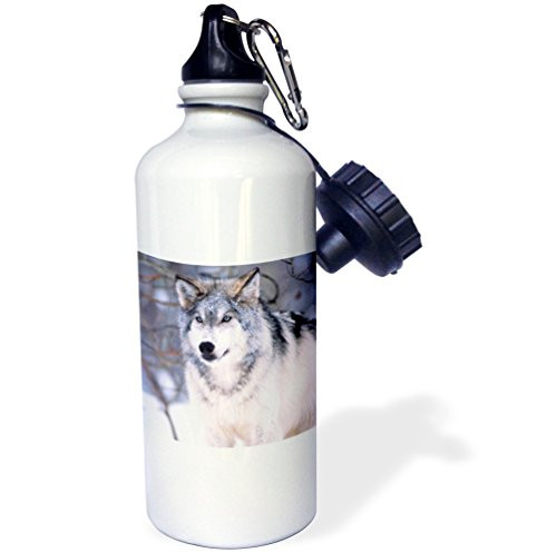 3dRose Timber Wolf Canis Lupus NA02 DNO0319 David Northcott Sports Water Bottle 21 oz White 3dRose Timber Wolf Canis Lupus NA02 DNO0319 David Northcott Sports Water Bottle 21 oz White