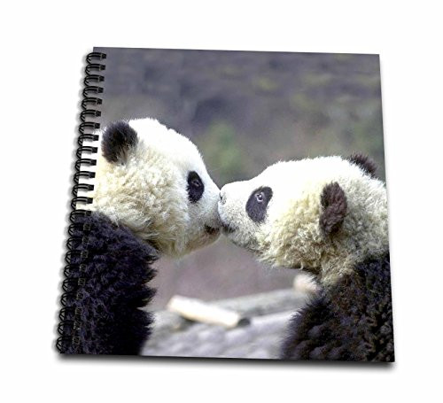 3dRose db-2547-1 Baby Pandas Drawing Book 8 by 8-Inch