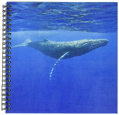 3dRose db-89841-1 Hawaii Big Island Humpback Whale - US12 PSO0028 - Paul Souders - Drawing Book 8 by 8-Inch 3dRose db-89841-1 Hawaii Big Island Humpback Whale - US12 PSO0028 - Paul Souders - Drawing Book 8 by 8-Inch