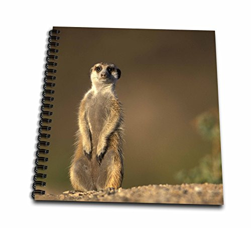 3dRose db-73460-1 Namibia Keetmanshoop Meerkat Mongoose Namib Desert-AF31 PSO0066-Paul Souders-Drawing Book 8 by 8-Inch 3dRose db-73460-1 Namibia Keetmanshoop Meerkat Mongoose Namib Desert-AF31 PSO0066-Paul Souders-Drawing Book 8 by 8-Inch