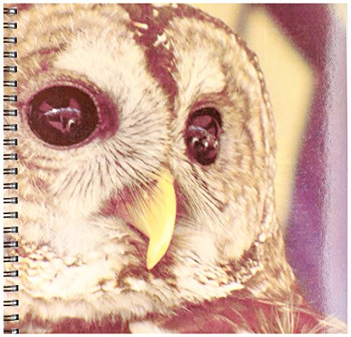 3dRose db-7332-1 Barney The Owl Drawing Book 8 by 8-Inch