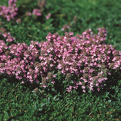 Outsidepride Magic Carpet Creeping Thyme Ground Cover - 1000 Seeds