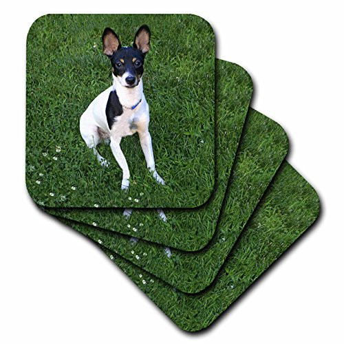3dRose CST-3116-3 Toy Fox Terrier 1 Ceramic Tile Coasters Set of 4