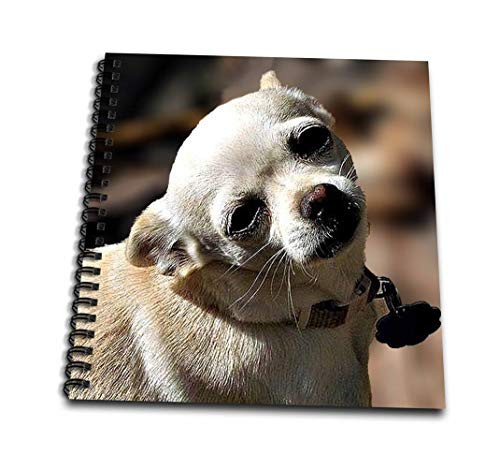3dRose db-165640-2 White Chihuahua Posing for Photograph Memory Book 12 by 12-Inch