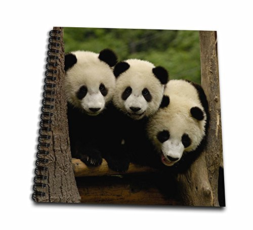3dRose db-70209-2 Giant Panda Bears Wolong China Conservation China-AS07 POX0378-Pete Oxford-Memory Book 12 by 12-Inch