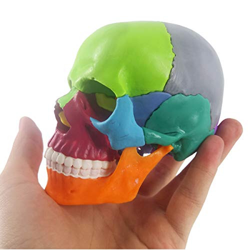 Mini Human Skull Model Didactic 15 Parts Palm-Sized Anatomy Skull Model Exploded Skull Medical Teaching Learning Kids Learning Education Skull Puzzle Colored