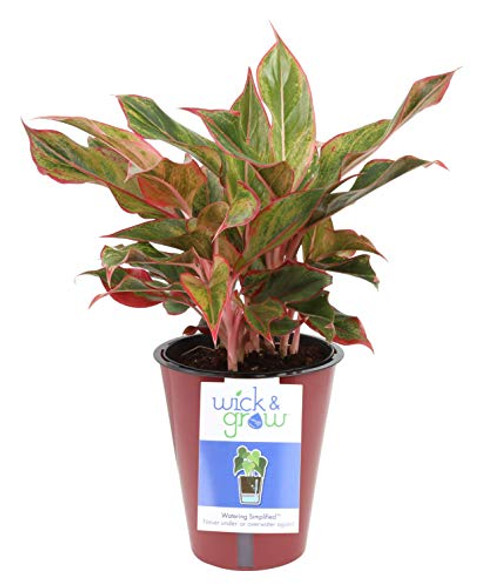 Costa Farms Siam Red Aglaonema Chinese Evergreen Wick   Grow Self-Watering System Live Indoor House Plant 6