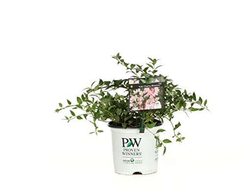 Yuki Cherry Blossom Deutzia Live Shrub Light Pink Flowers 1 Gallon