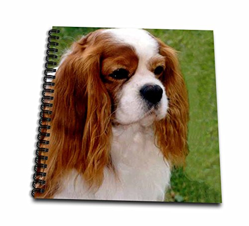 3dRose db-980-2 Cavalier King Charles Spaniels Memory Book 12 by 12-Inch 3dRose db-980-2 Cavalier King Charles Spaniels Memory Book 12 by 12-Inch