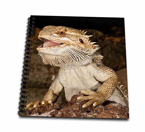 3dRose db-84029-1 Bearded Dragon Lizard Native to Australia-Na02 Dno0680-David Northcott Drawing Book 8 by 8-Inch