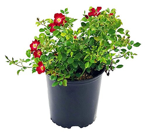 Flower Carpet Roses - Rosa Red Rose Rose red flowers 2 - Size Container