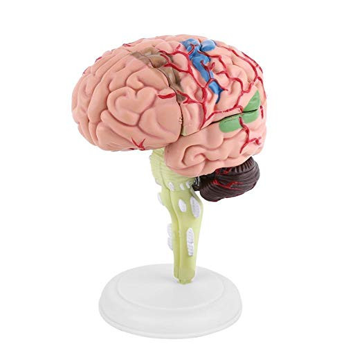 1pc Disassembled Brain Model Maxmartt Anatomical Human Brain Model Teaching Tool Toy