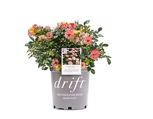 Drift Peach Rose in 2 Gallon pot Peach