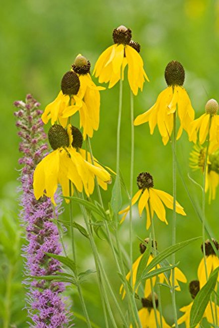 Posterazzi Close-up of flowers blooming in a garden Ballard Nature Center Effingham County Illinois USA Poster Print 18 x 24