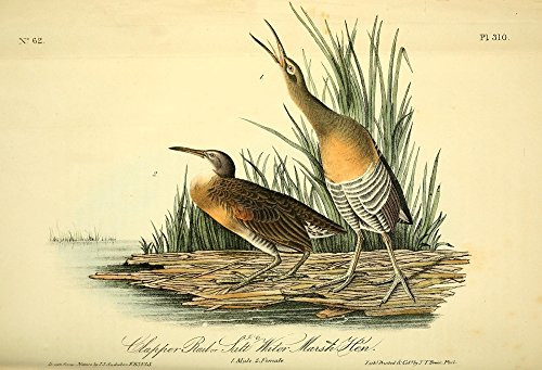 Posterazzi Birds of America 1844 Clapper Rail Poster Print by J_J_ Audubon 18 x 24