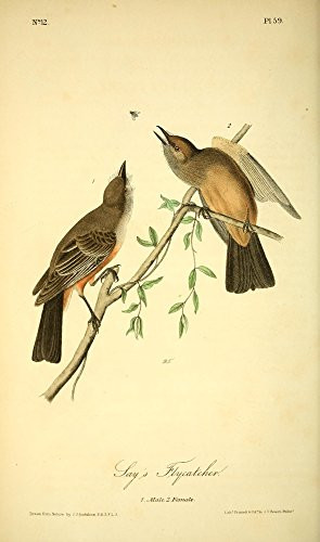 Posterazzi Birds of America 1844 Says Flycatcher Poster Print by J_J_ Audubon 18 x 24