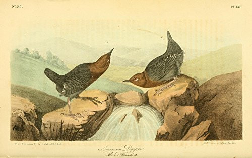 Posterazzi Birds of America 1844 American Dipper Poster Print by J_J_ Audubon 18 x 24 Posterazzi Birds of America 1844 American Dipper Poster Print by J_J_ Audubon 18 x 24