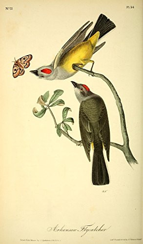 Posterazzi Birds of America 1844 Arkansas Flycatcher Poster Print by J_J_ Audubon 18 x 24