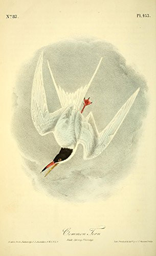 Posterazzi Birds of America 1844 Common Tern Poster Print by J_J_ Audubon 18 x 24