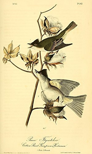 Posterazzi Birds of America 1844 Pewee Flycatcher Poster Print by J_J_ Audubon 18 x 24