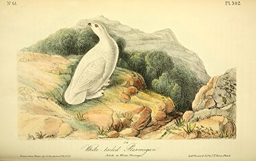 Posterazzi Birds of America 1844 White-tailed Ptarmigan Poster Print by J_J_ Audubon 18 x 24