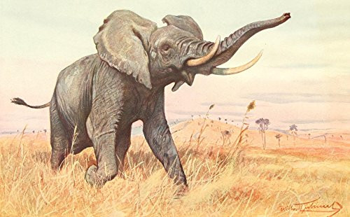 Posterazzi Brehms Tierleben 1911 African Elephant Poster Print by F_W_ Kuhnert 18 x 24