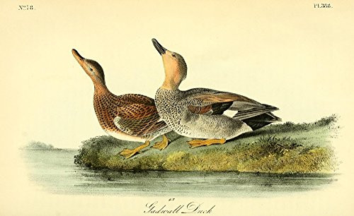 Posterazzi Birds of America 1844 Gadwall Duck Poster Print by J_J_ Audubon 18 x 24