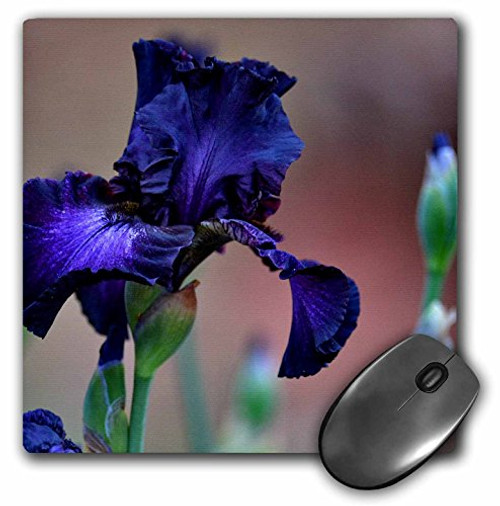 Purple Iris Royalty is a rich deep purple garden Iris flower - Mouse Pad, 8 by 8 inches (mp_193027_1)