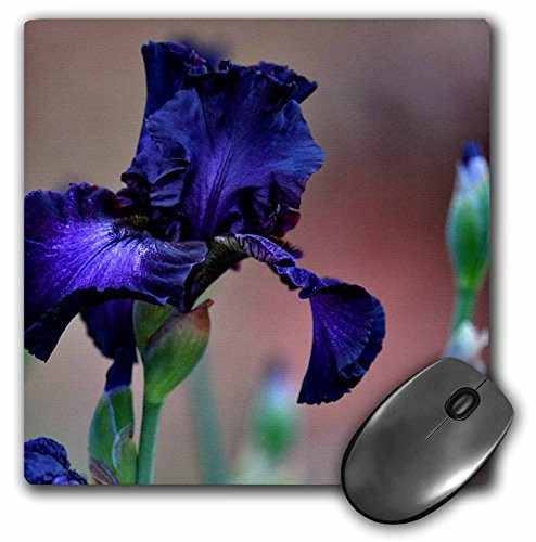 Purple Iris Royalty is a rich deep purple garden Iris flower - Mouse Pad, 8 by 8 inches (mp_193027_1)