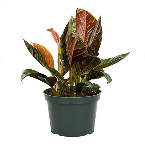 AMERICAN PLANT EXCHANGE Aglaonema Chocolate Chinese Evergreen Easy Care Live Plant 6 Pot Indoor Air Purifier