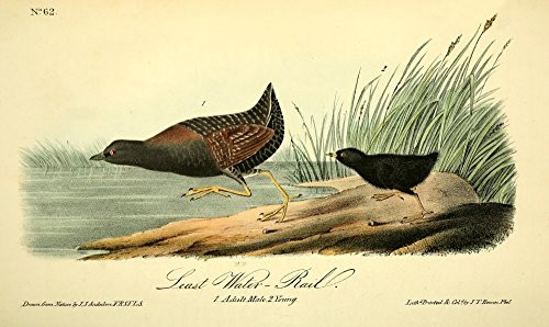 Posterazzi Birds of America 1844 Least Water Rail Poster Print by J_J_ Audubon 18 x 24