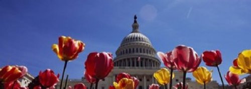 Posterazzi Tulips with a government background Capitol Building Washington DC USA Poster Print 36 x 13
