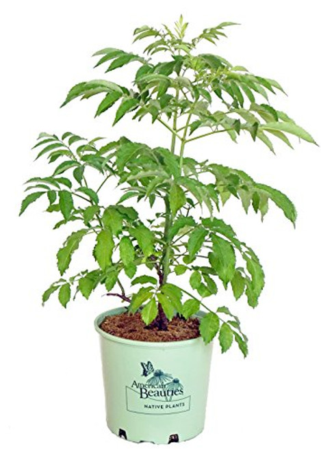 American Beauties Native Plants - Sambucus canadensis Adams Elderberry Shrub  3 - Size Container